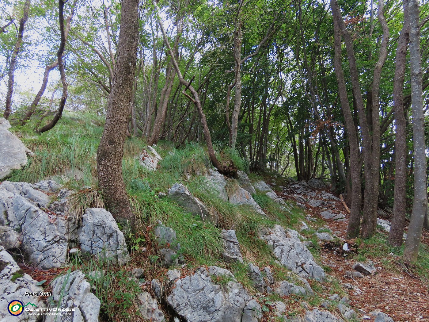 16 Nel bosco con carpini neri prevalenti.JPG